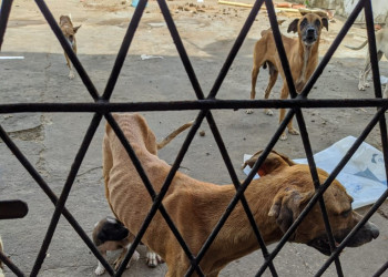 Homem é preso por manter 12 cães sem água e sem comida na zona Norte de Teresina